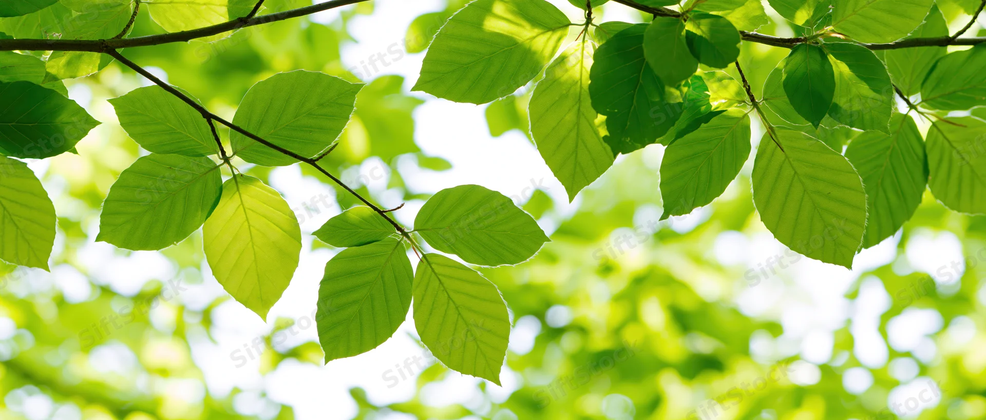 Green deciduous tree leaves filling the frame with sunlight filtering through branches in a natural outdoor setting