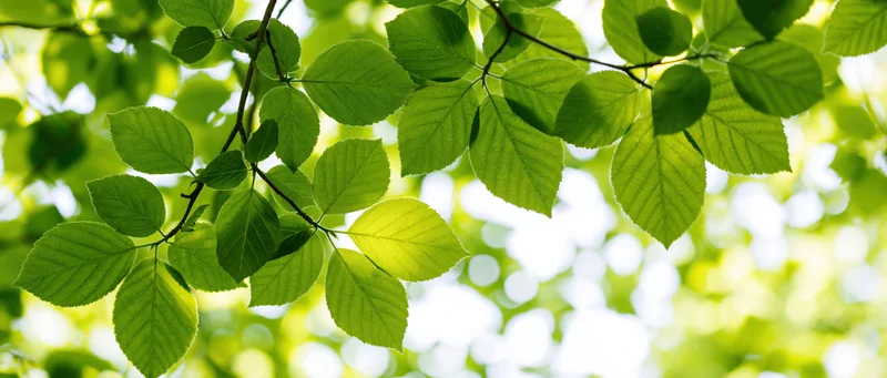 Close-up of fresh green leaves on tree branches backlit by sunlight in a natural outdoor setting