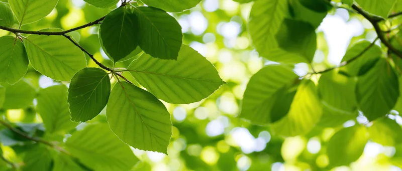 Close-up of fresh green deciduous leaves on branches with sunlight filtering through in a natural outdoor setting