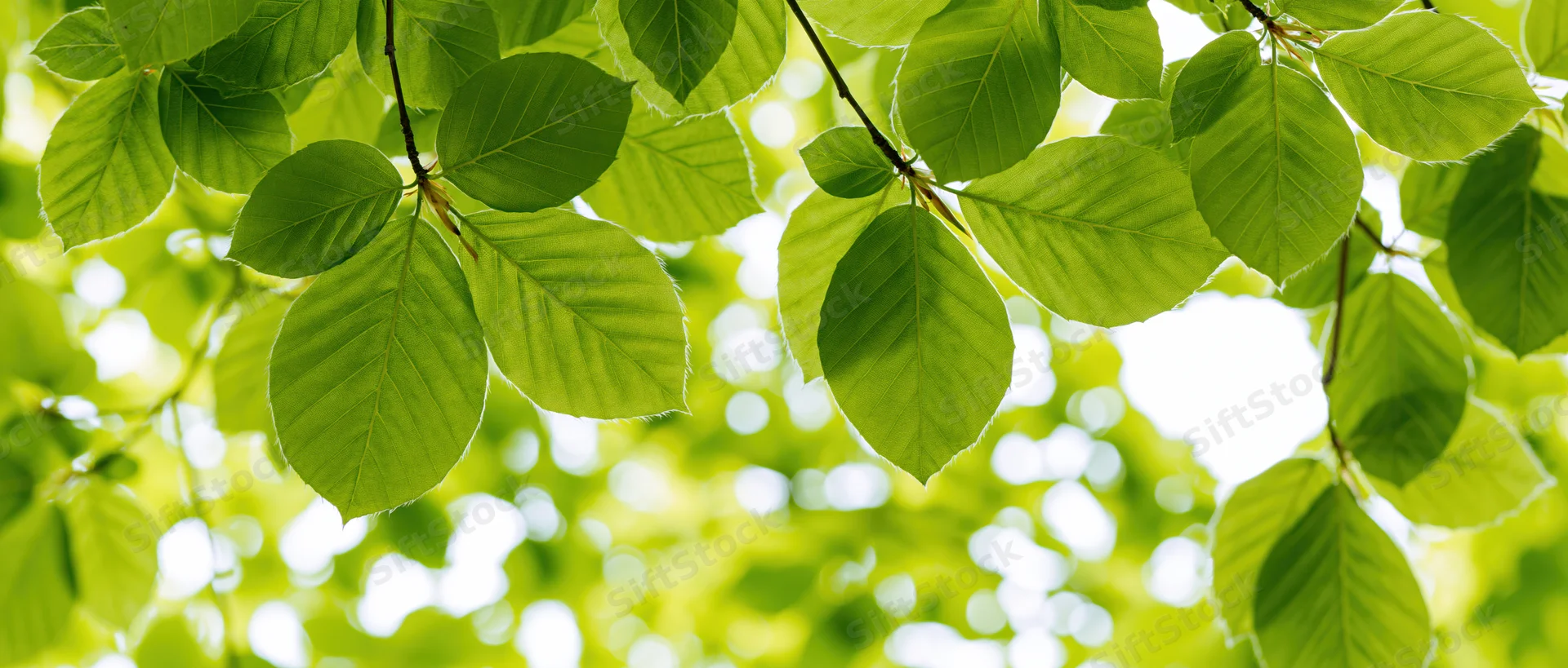 Close-up of fresh green deciduous tree leaves in sunlight with blurred background