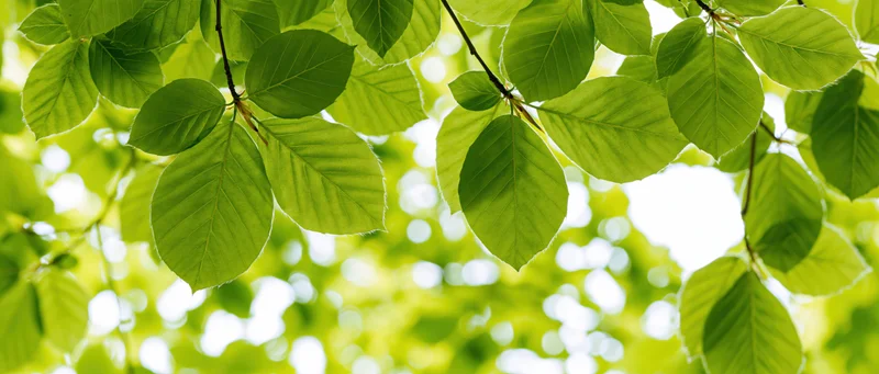 Close-up of fresh green deciduous tree leaves in sunlight with blurred background