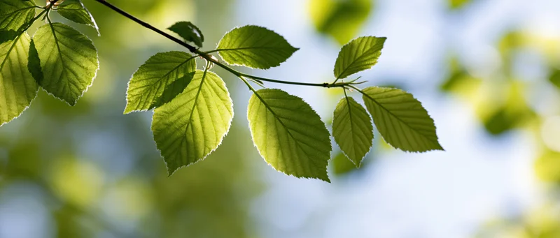 Fresh green leaves on a slender branch backlit by bright sunlight in a natural outdoor setting