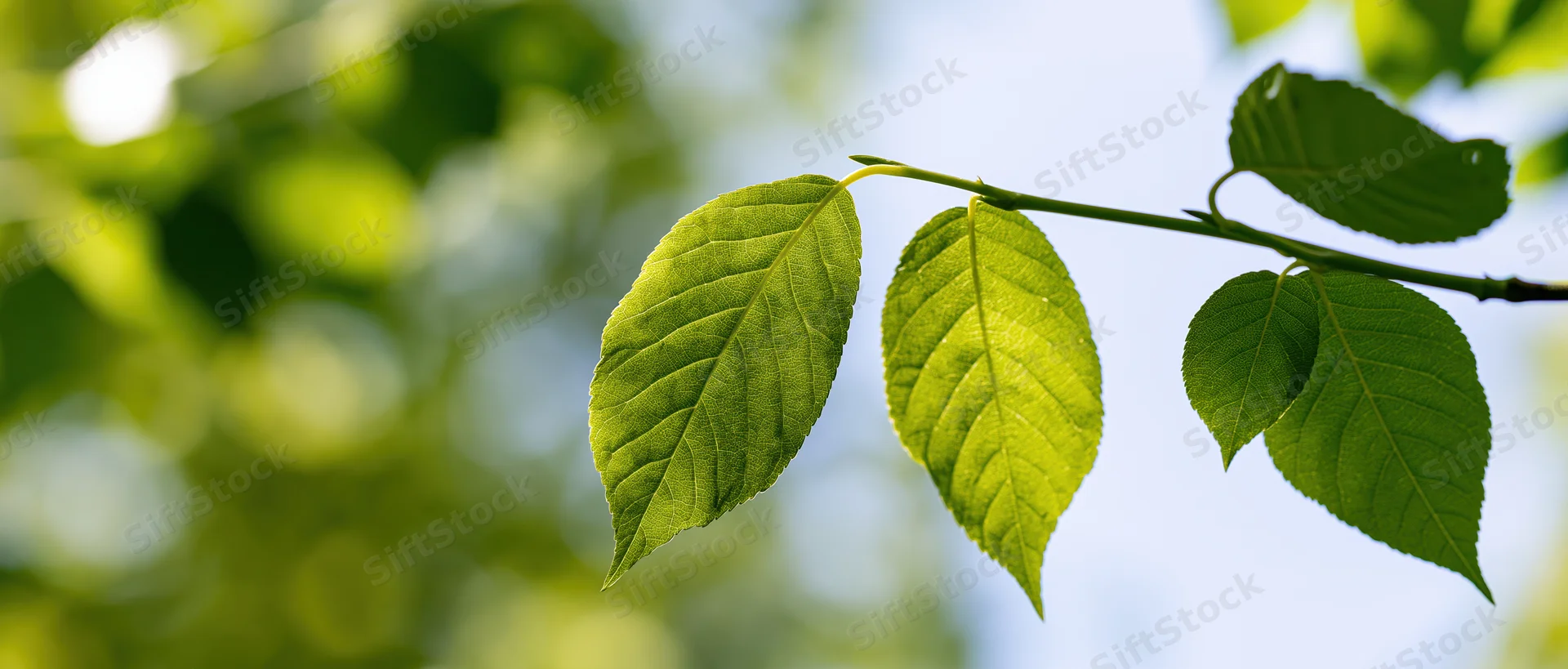 Closeup of fresh green leaves on a slender branch backlit by sunlight outdoors
