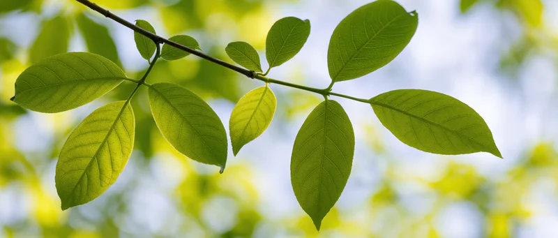 Fresh green leaves on a slender branch backlit by bright sunlight outdoors