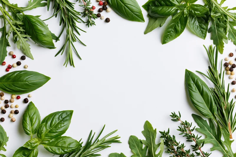 Fresh herbs and spices arranged in a border frame on white background with copyspace