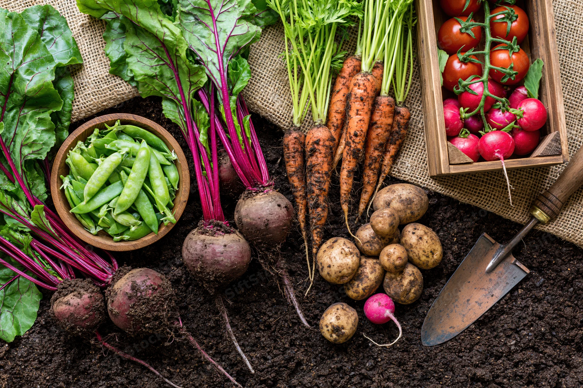 Freshly harvested vegetables arranged on dark soil with gardening tools and burlap background