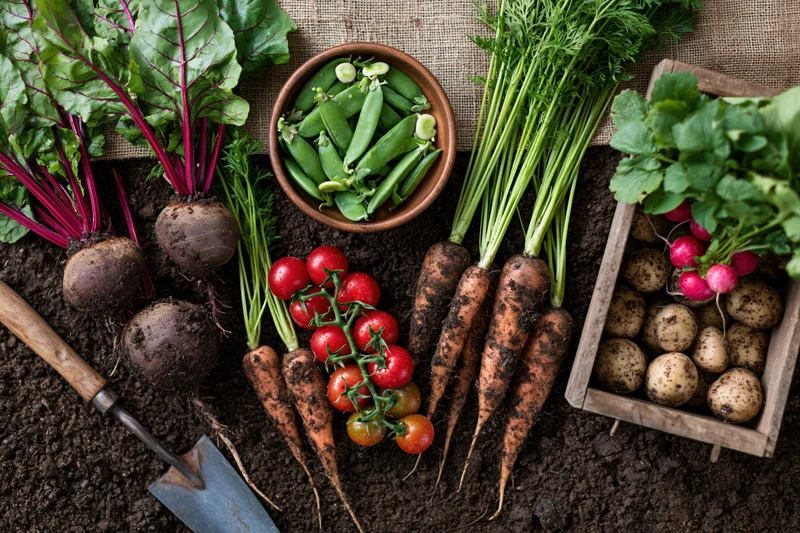 Freshly harvested vegetables arranged on dark soil with gardening tools and wooden crate