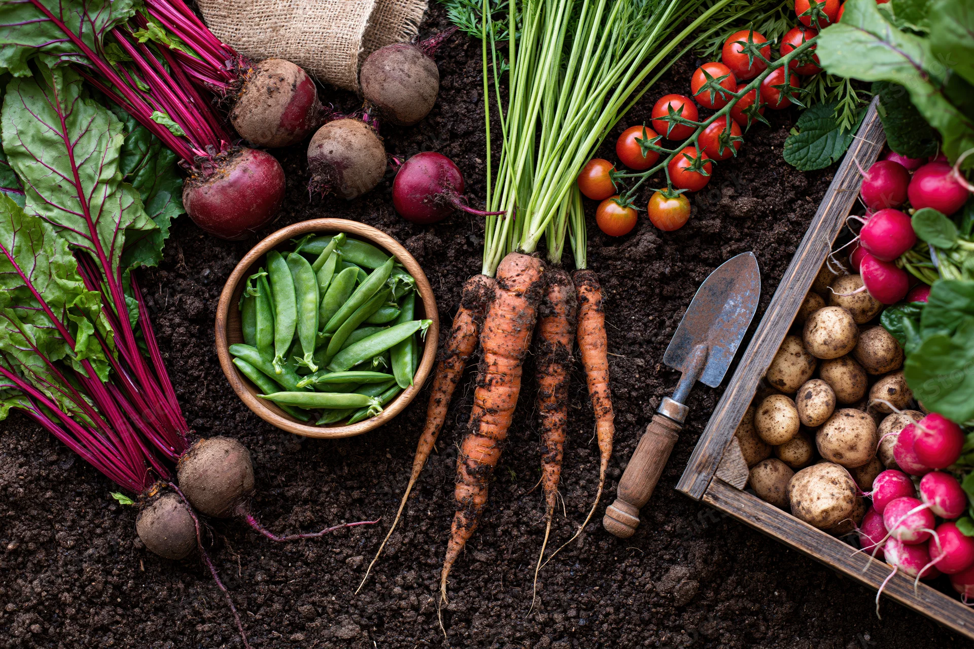Freshly harvested vegetables arranged on dark soil with gardening tools and wooden crate