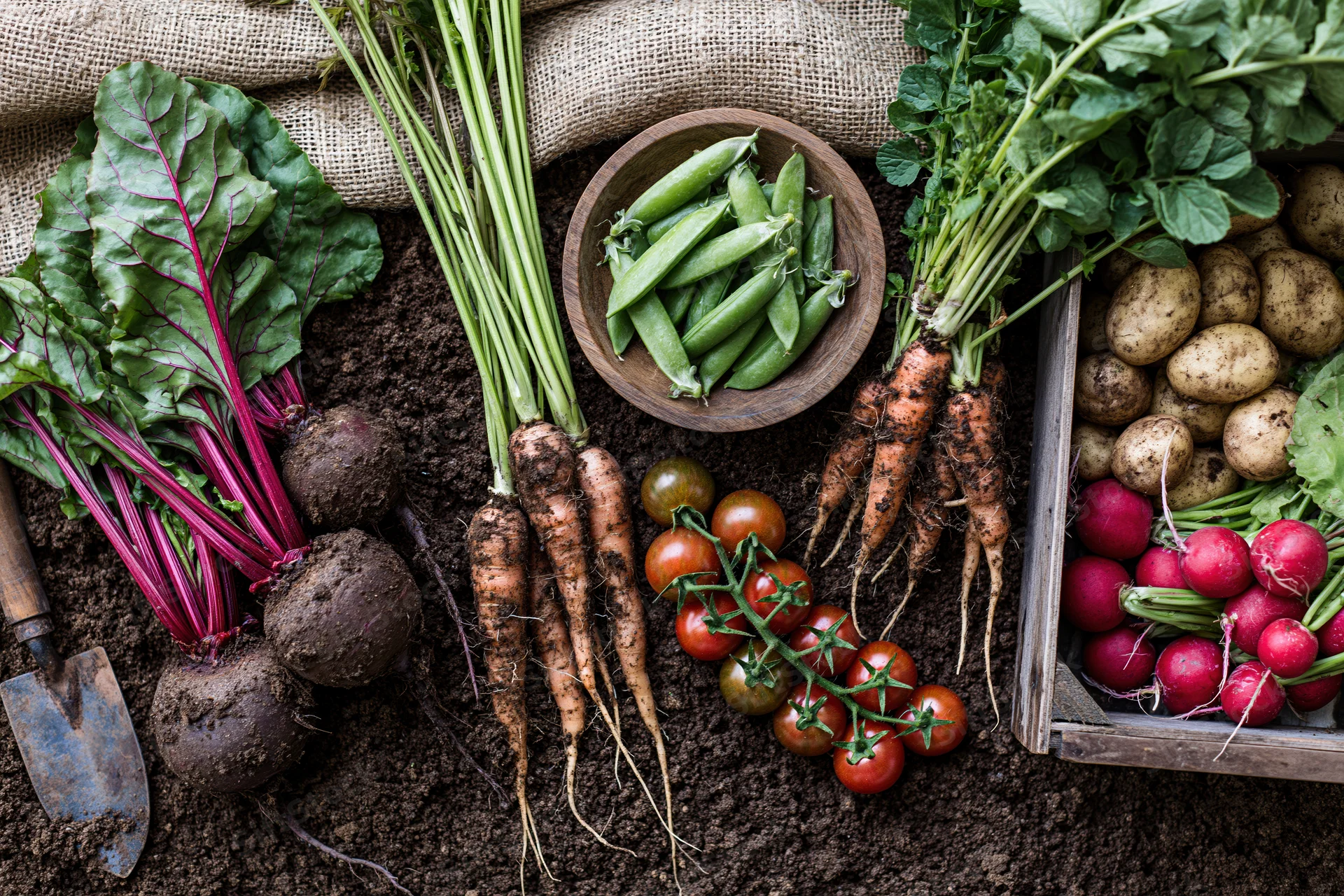 Freshly harvested vegetables arranged on dark soil with gardening tools and wooden containers