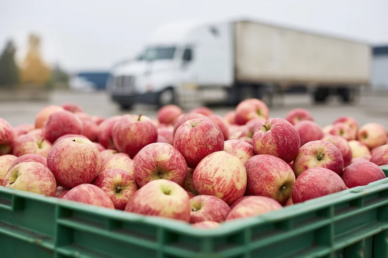 Freshly harvested red and yellow apples piled in a green crate with a delivery truck in the background