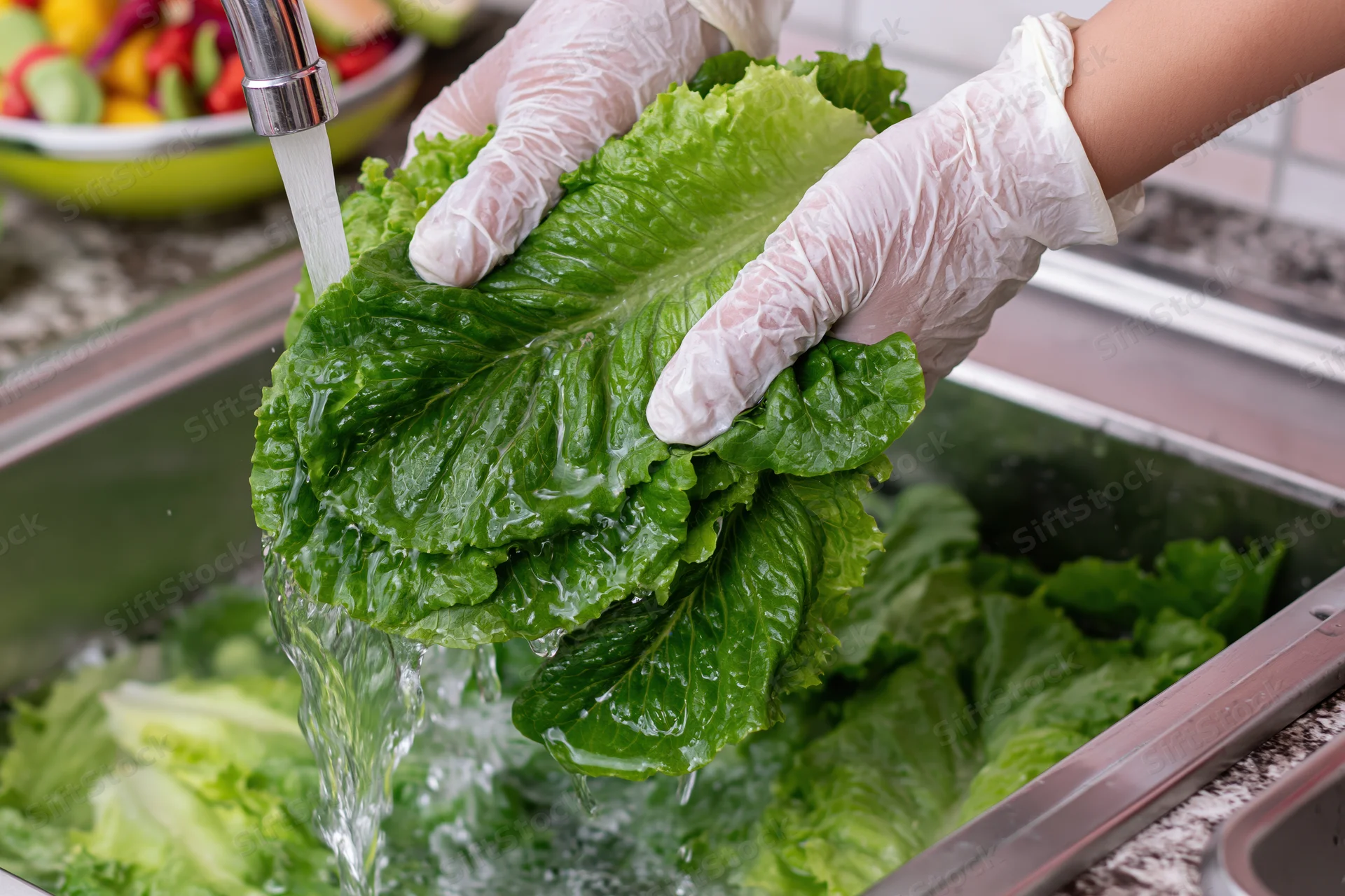 Gloved hands washing fresh romaine lettuce under running water in a kitchen sink