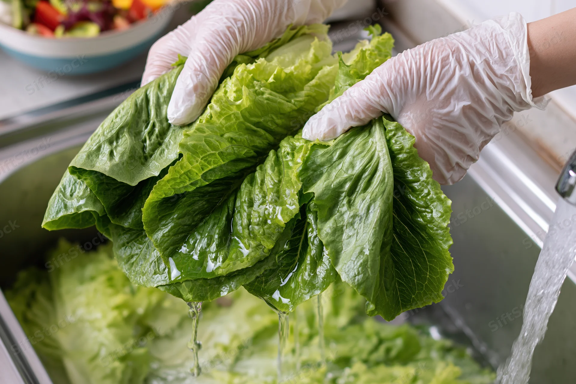 Gloved hands washing fresh romaine lettuce leaves under running water in a kitchen sink