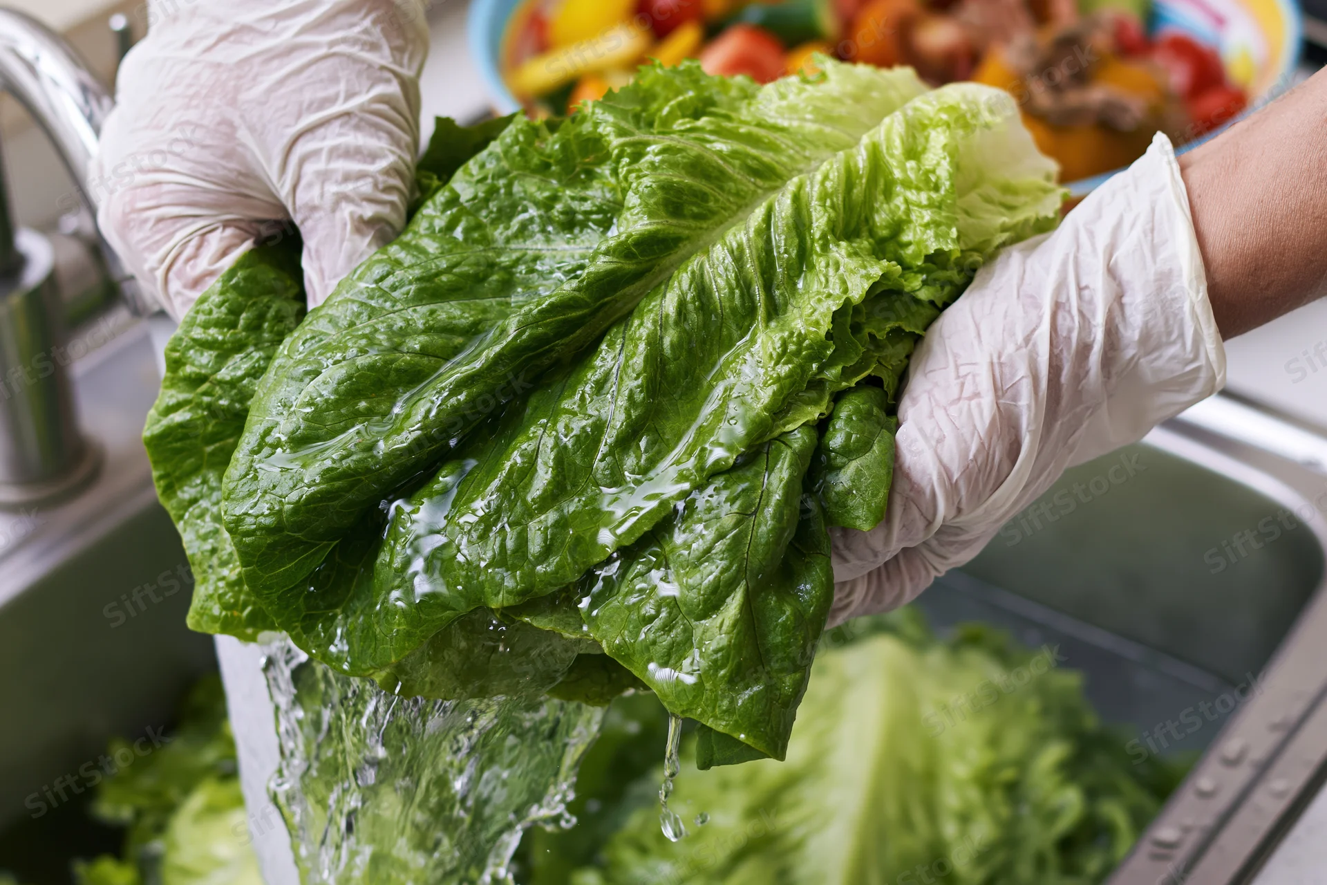 Gloved hands washing fresh romaine lettuce under running water in a kitchen sink