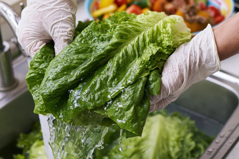 Gloved hands washing fresh romaine lettuce under running water in a kitchen sink