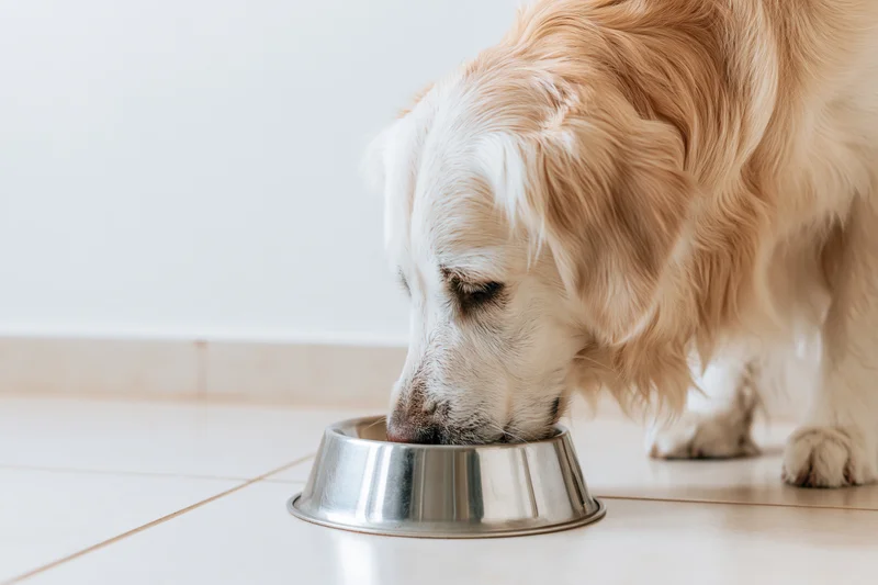 Golden retriever eating from a stainless steel bowl on a tiled floor indoors