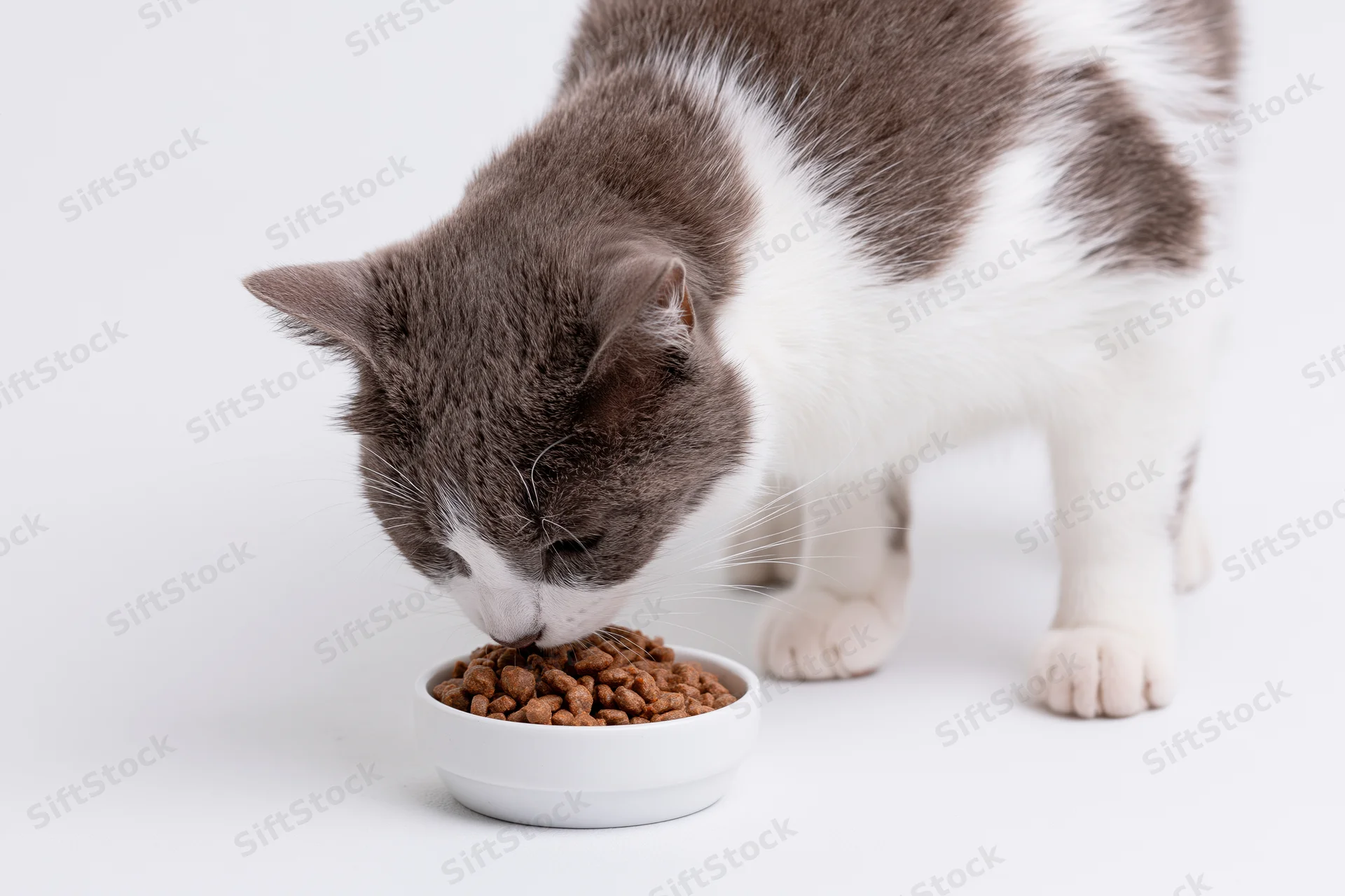 Gray and white domestic cat eating dry kibble from a white bowl on a white background