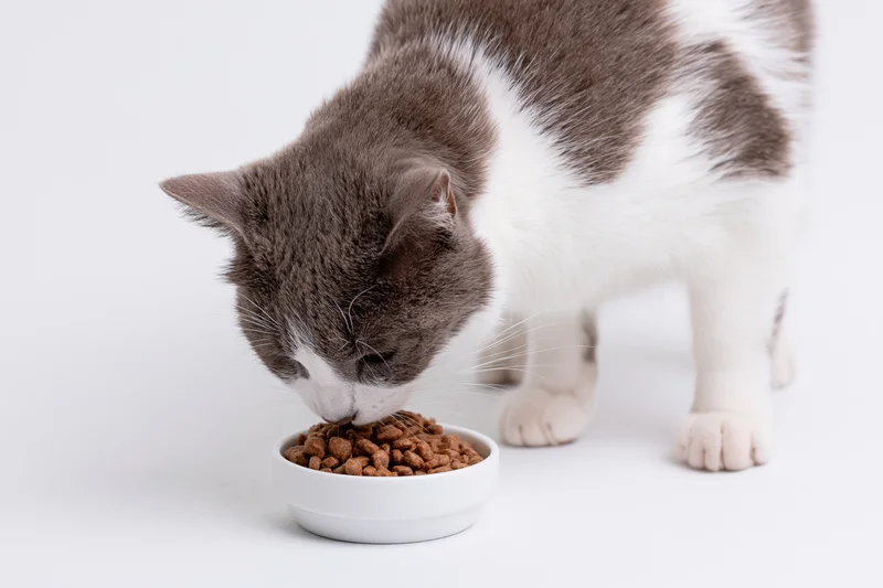 Gray and white domestic cat eating dry kibble from a white bowl on a white background