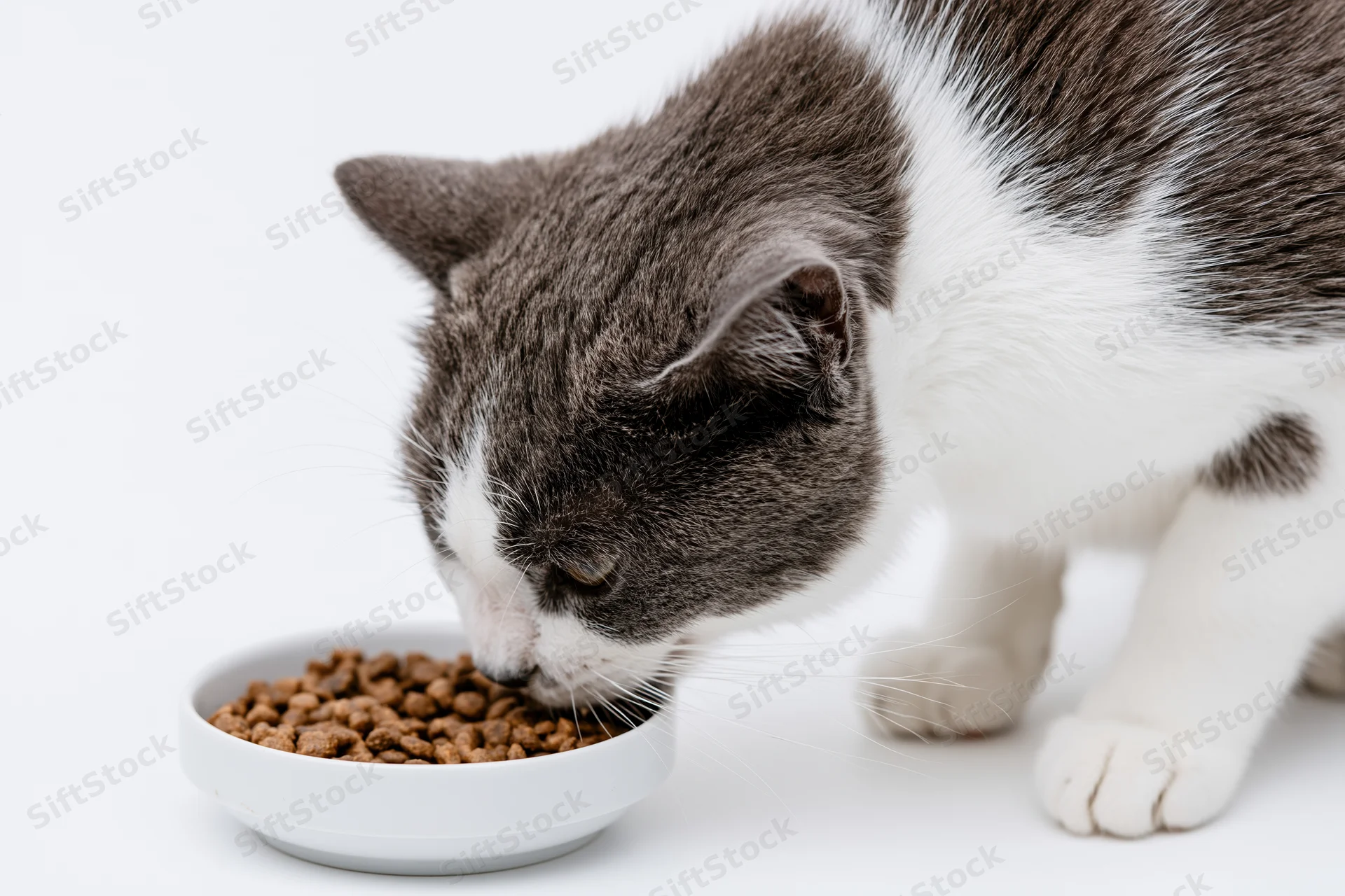 Gray and white domestic cat eating dry kibble from a white bowl on a white background