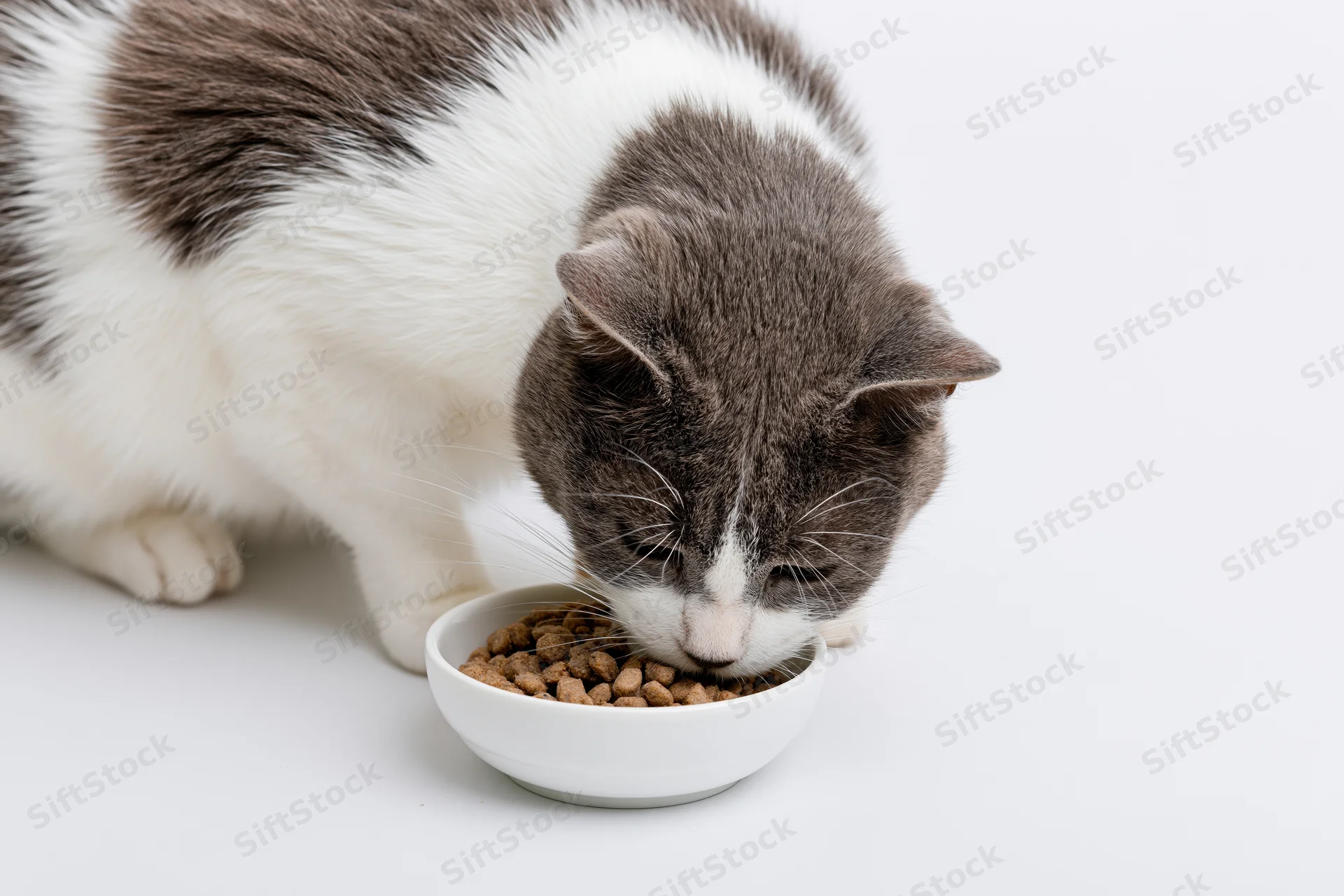 Gray and white domestic cat eating dry kibble from a white bowl on a white surface