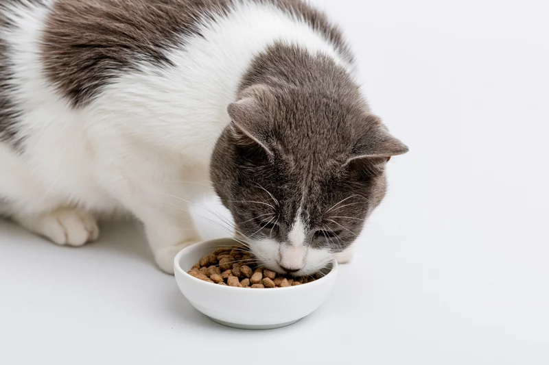 Gray and white domestic cat eating dry kibble from a white bowl on a white surface