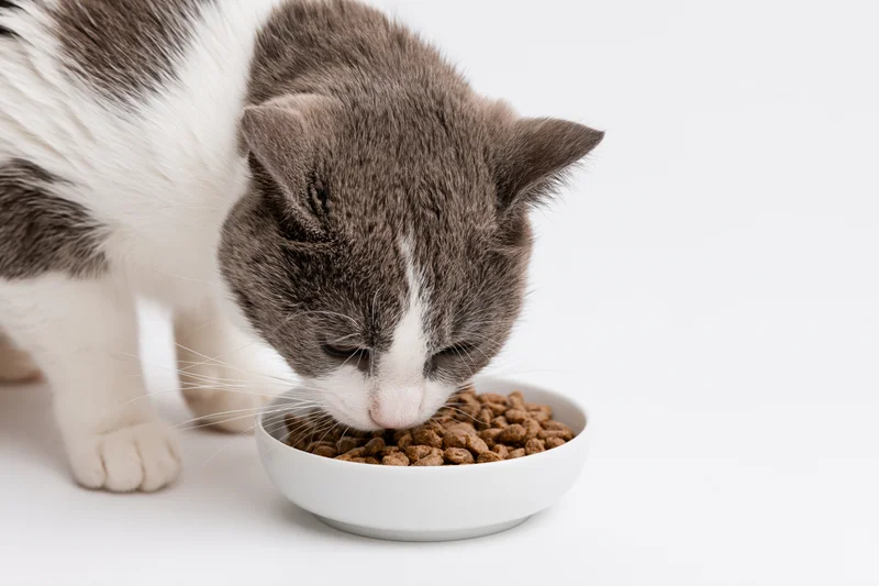 Gray and white domestic cat eating dry kibble from a white bowl on a white background