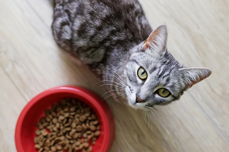 Gray tabby cat lying beside red bowl of dry kibble on wooden floor looking up