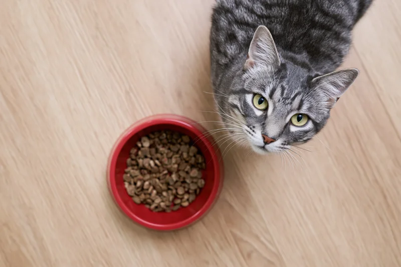 Gray tabby cat looking up beside red bowl of dry kibble on wooden floor