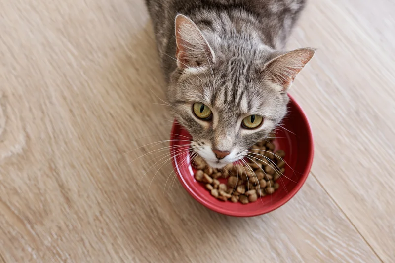 Gray tabby cat eating dry kibble from red bowl on wooden floor, looking up