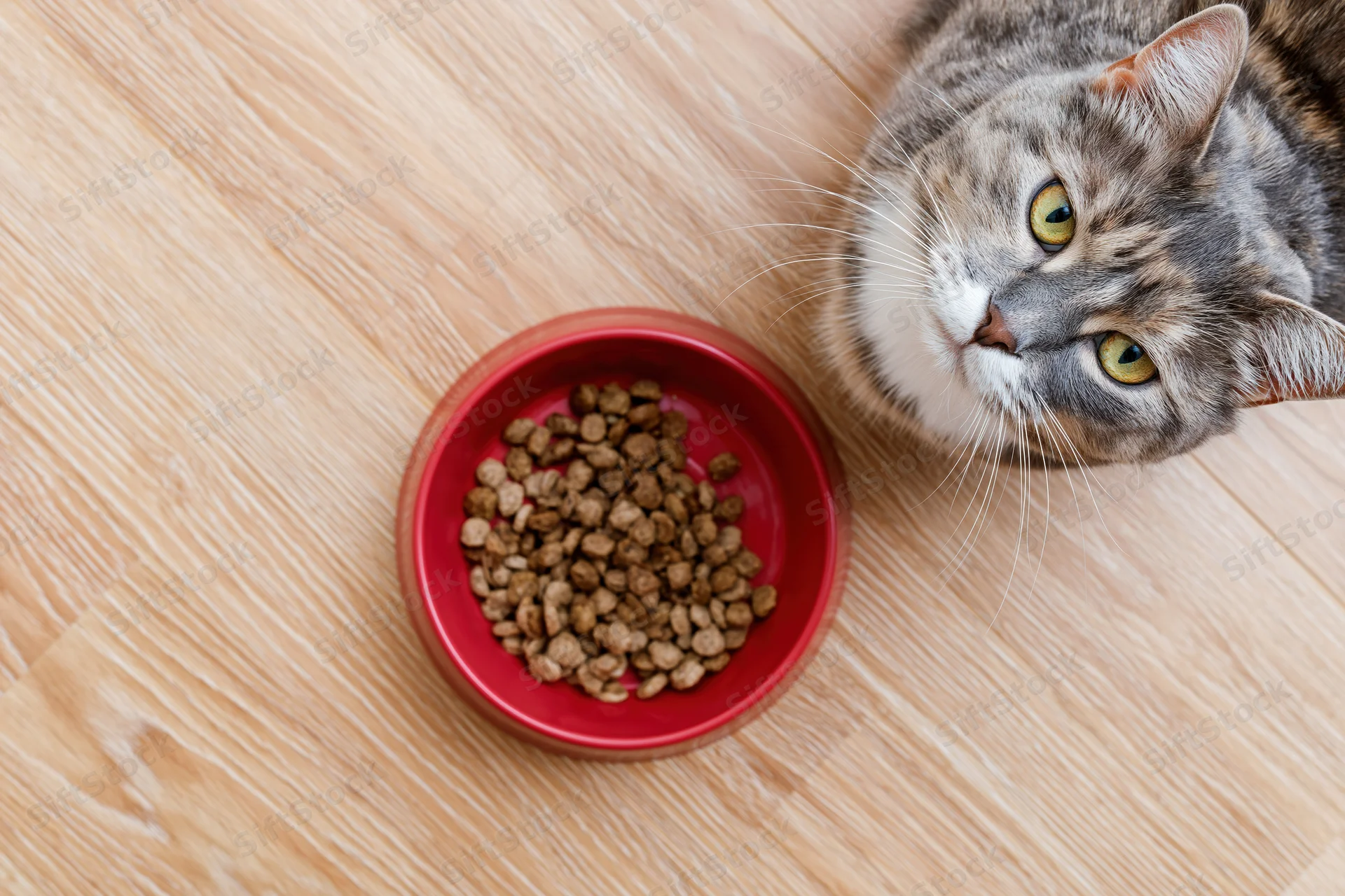 Gray tabby cat looking up beside a red bowl of dry kibble on a wooden floor