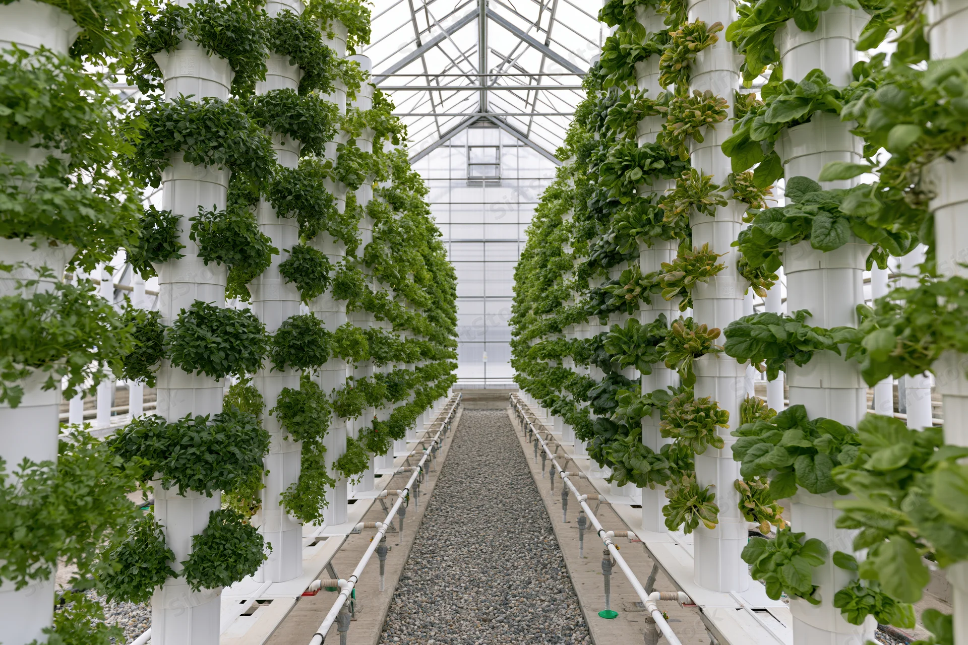 Rows of vertical hydroponic plants growing in white columns inside a greenhouse with a gravel pathway between them