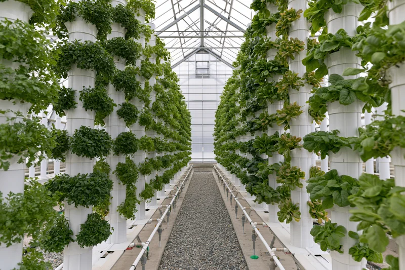 Rows of vertical hydroponic plants growing in white columns inside a greenhouse with a gravel pathway between them