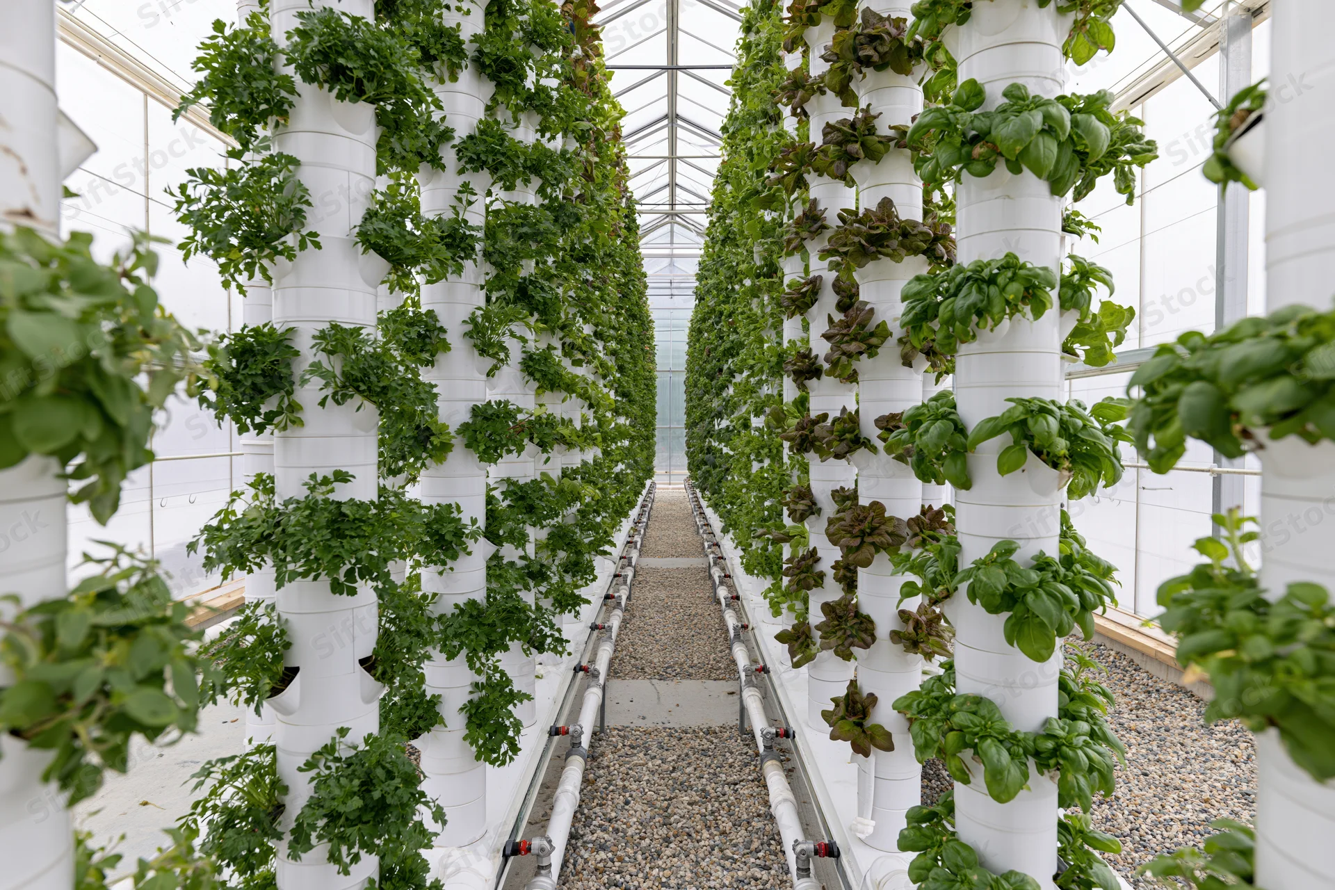 Rows of vertical hydroponic towers growing leafy greens inside a greenhouse with gravel pathway between them