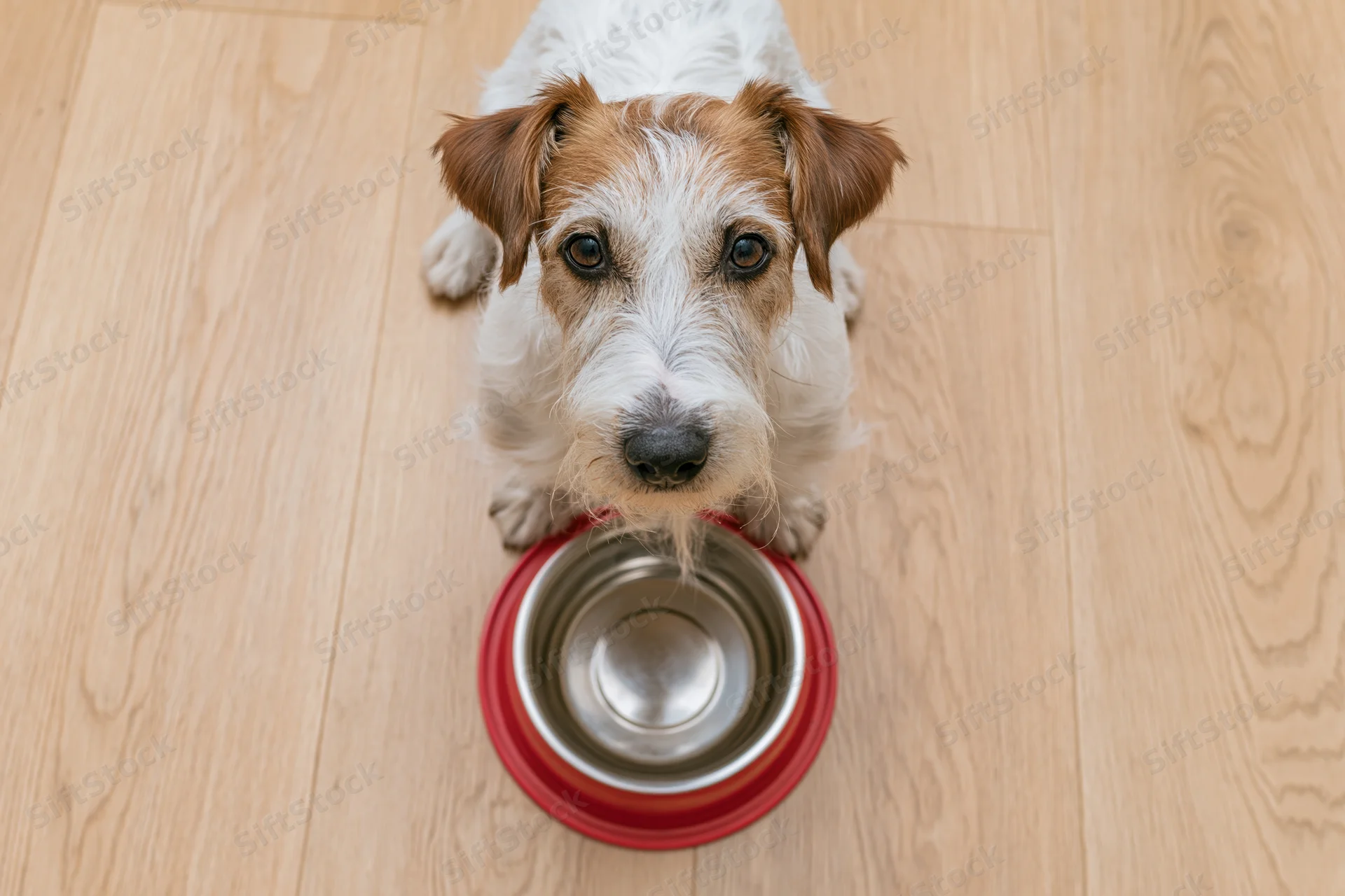 Jack russell terrier sitting on light wood laminate floor with empty metal food bowl in front of it