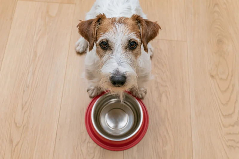 Jack russell terrier sitting on light wood laminate floor with empty metal food bowl in front of it