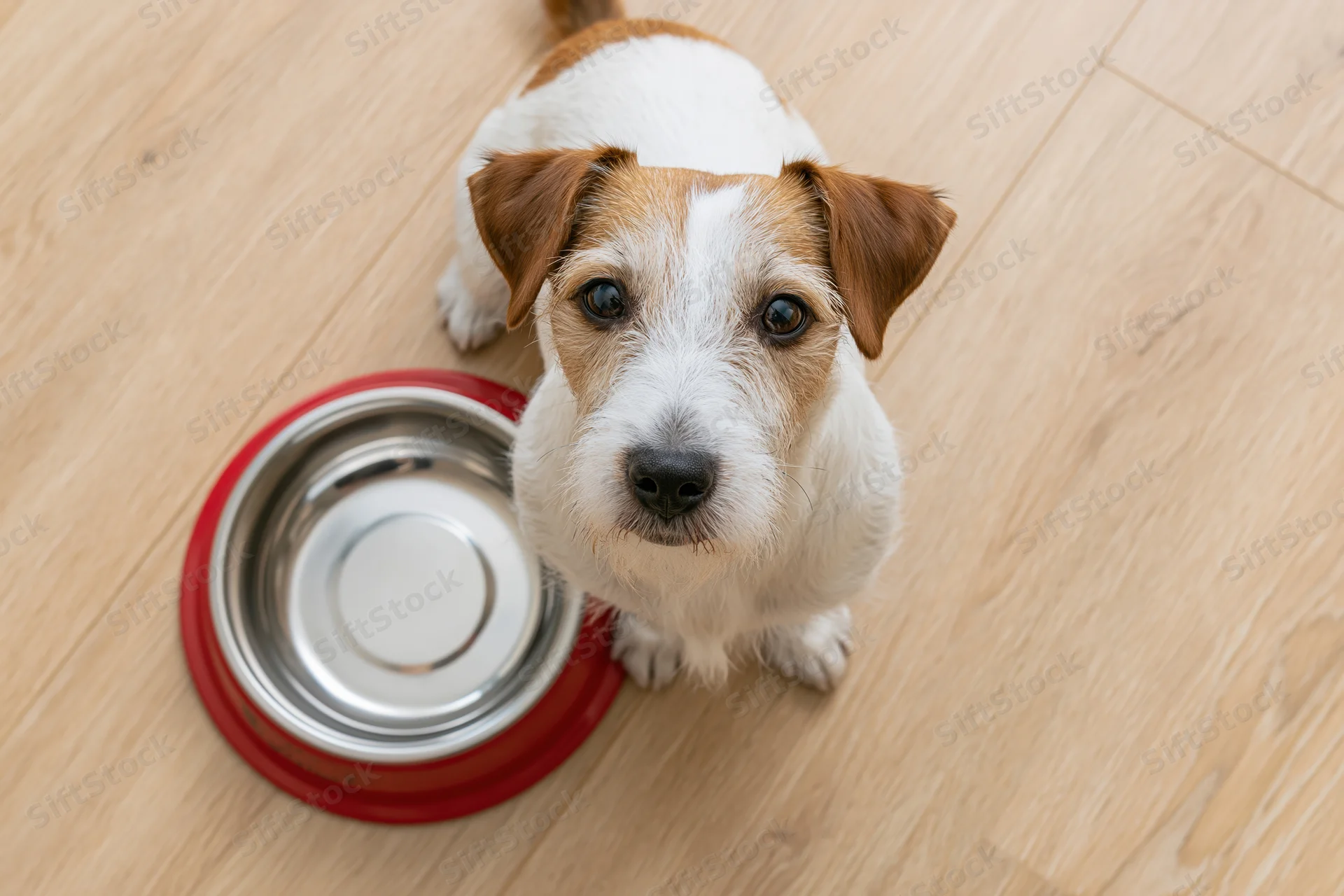 Jack russell terrier sitting beside a metal food bowl on a light wood laminate floor