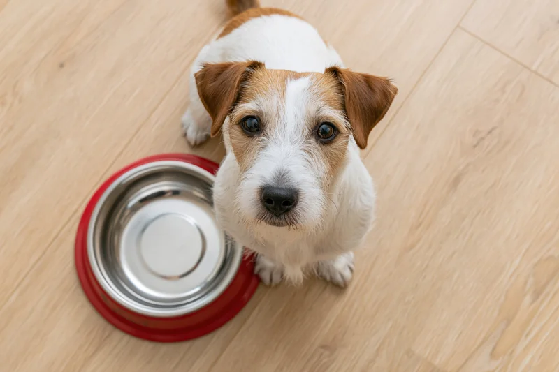 Jack russell terrier sitting beside a metal food bowl on a light wood laminate floor