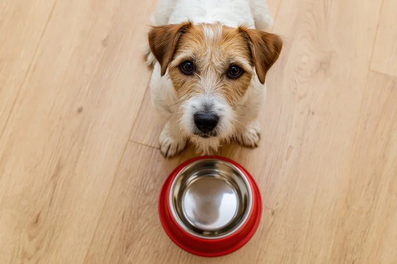 Jack russell terrier sitting on light wood laminate floor looking up at empty red and stainless steel food bowl