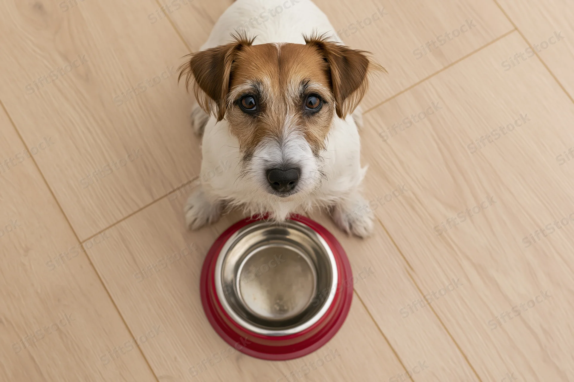 Jack russell terrier sitting on light wood laminate floor with empty food bowl looking up