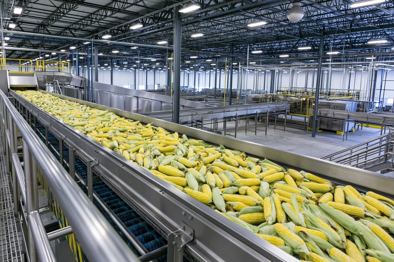 Corn moving along a conveyor belt inside a large industrial food processing facility