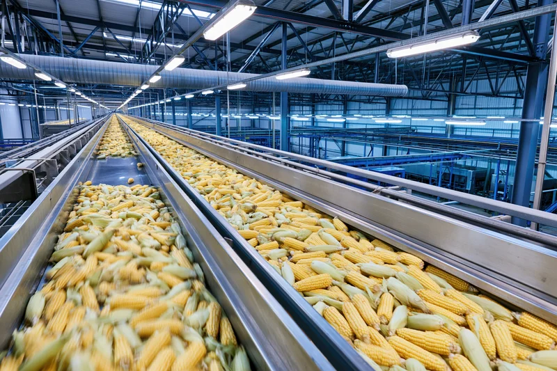 Corn moving on conveyor belts inside industrial food processing plant