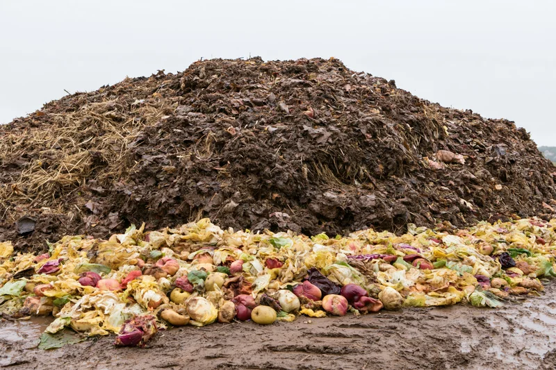 Large outdoor compost heap with decomposing organic waste and vegetable scraps on muddy ground