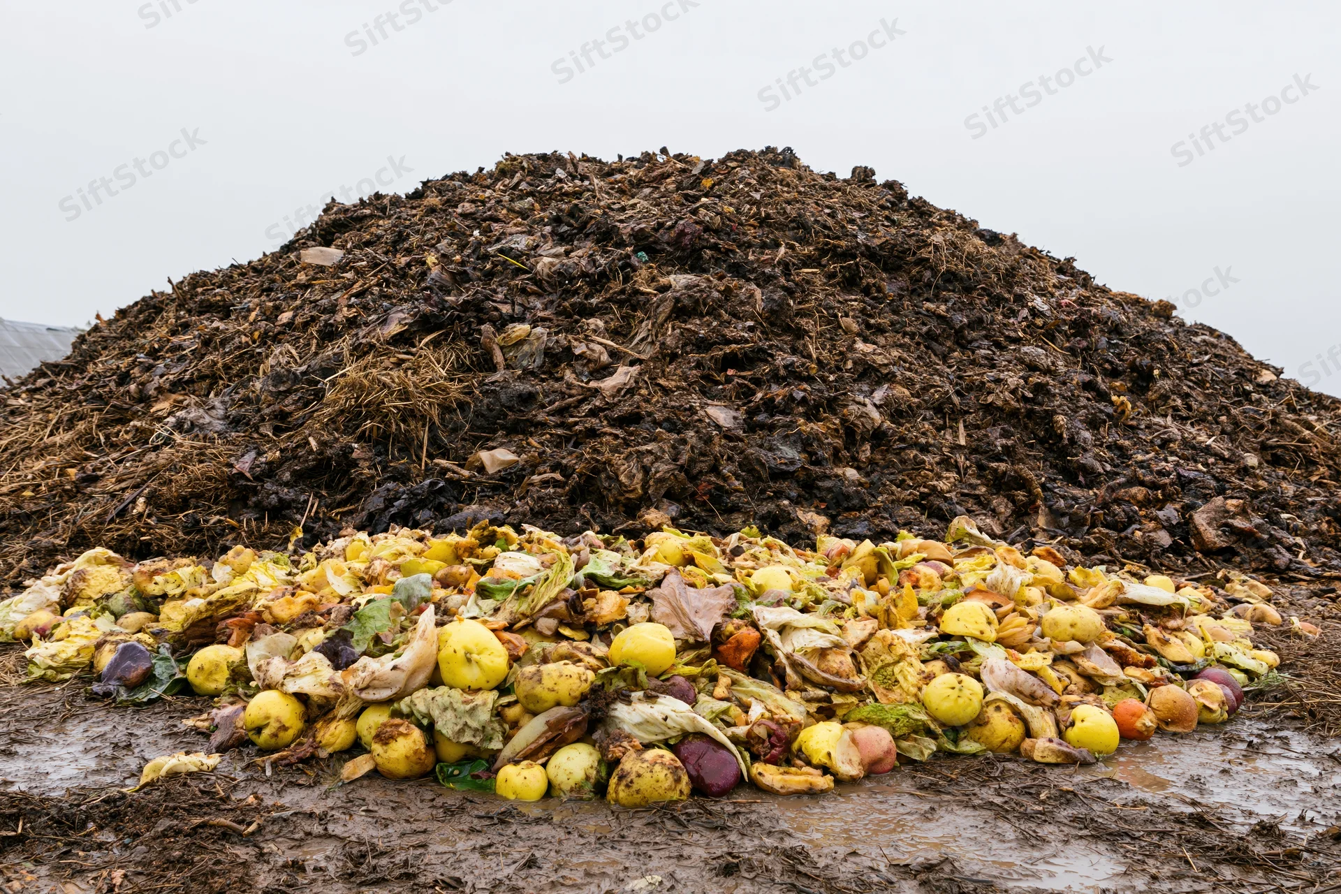 Large outdoor compost heap with decomposing vegetables and organic matter on muddy ground