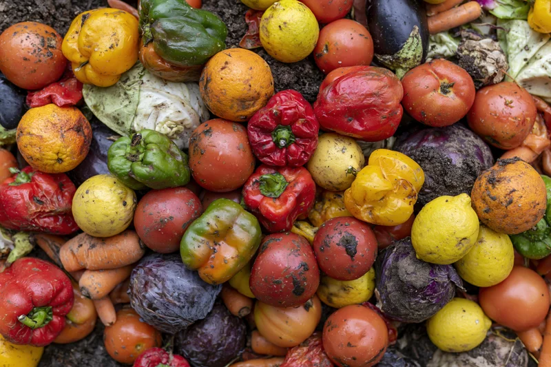 Rotting fruits and vegetables piled together in a compost heap