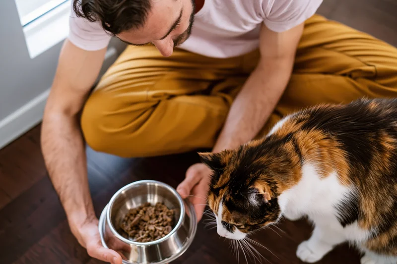 Man sitting cross-legged on hardwood floor offering stainless steel bowl of dry cat food to calico cat
