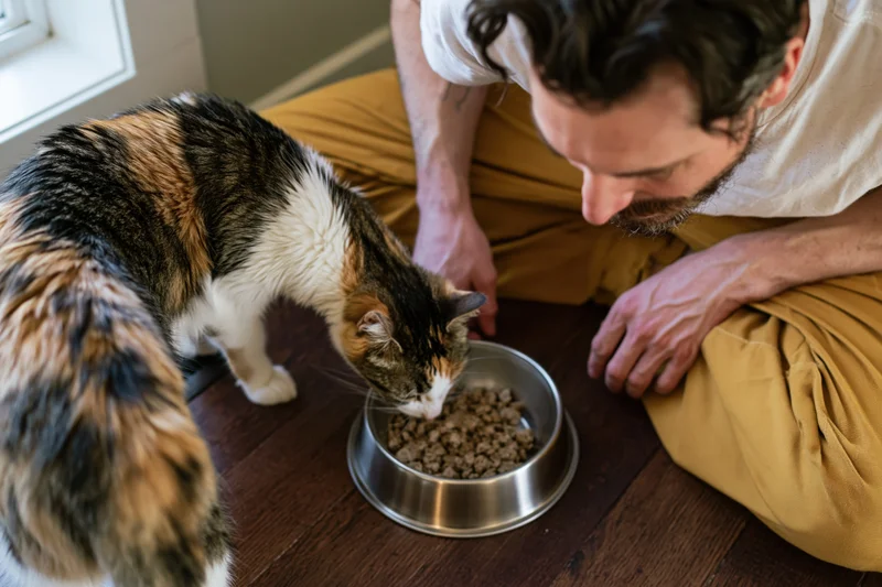 Man sitting cross-legged on hardwood floor feeding calico cat from stainless bowl