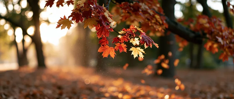 Maple tree branch with red and yellow autumn leaves in a park