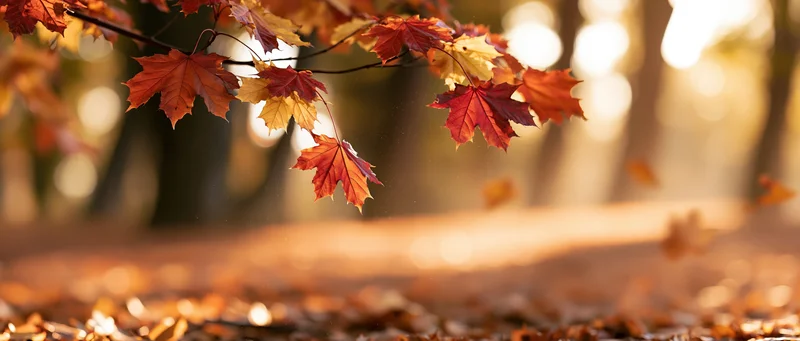 Maple tree branch with red and yellow autumn leaves in a park