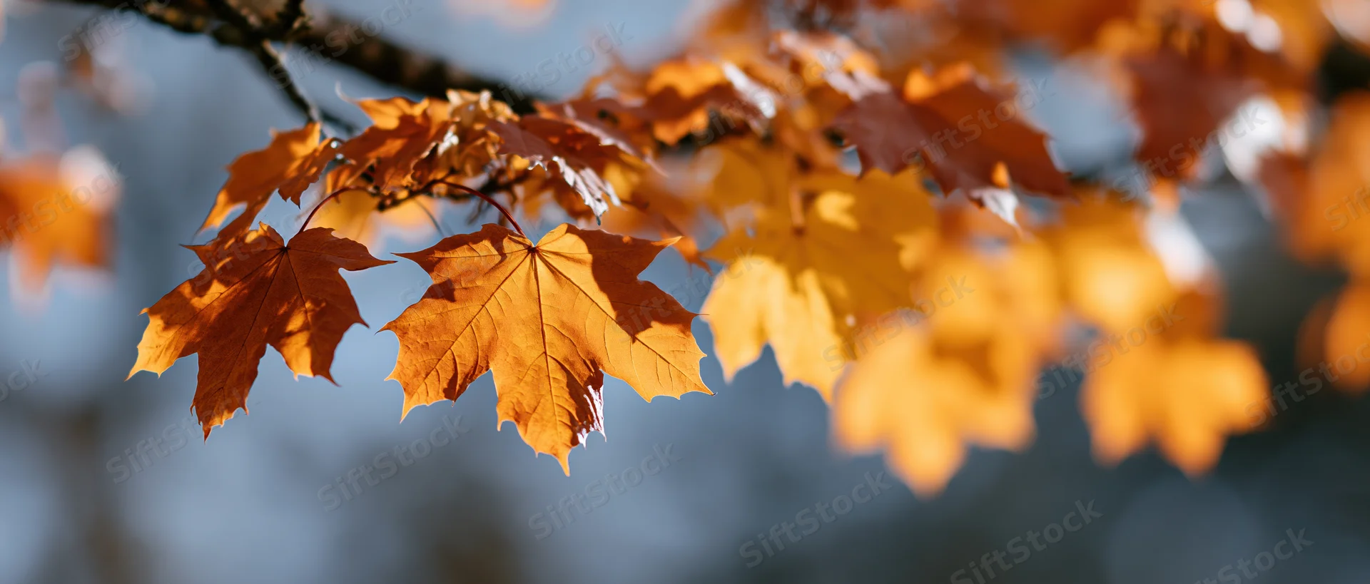 Close-up of maple leaves in autumn on a tree branch outdoors