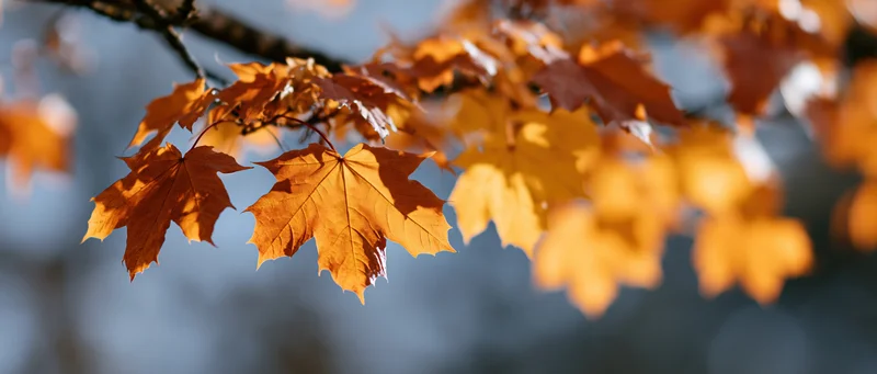 Close-up of maple leaves in autumn on a tree branch outdoors