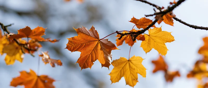 Maple tree branches with autumn leaves in close-up against a soft blue sky